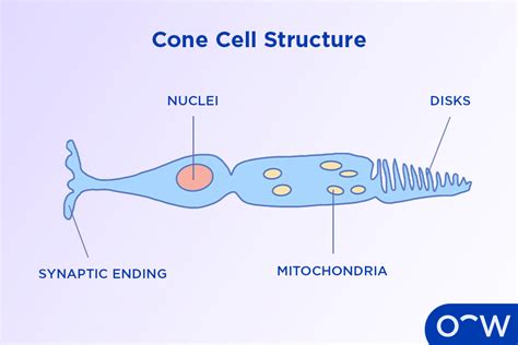 Cone Cells: Anatomy, Types, Function, and Associated Eye Problems