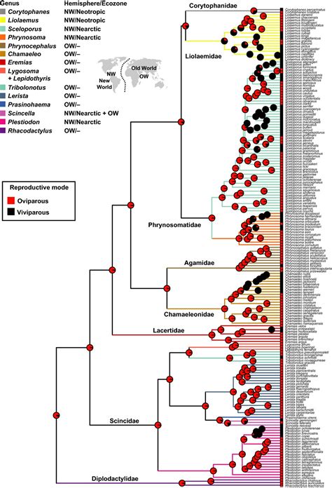 Reproductive Mode Evolution In Lizards Revisited Updated Analyses