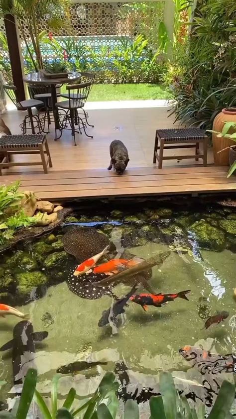 Majestic Stingrays And Colorful Koi Carps Fish Pond Idea Video In