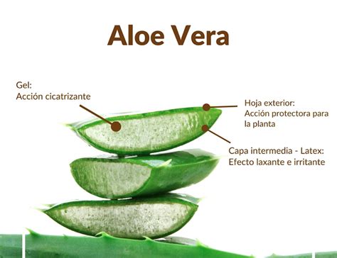 Los 5 Principales Beneficios Del Aloe Vera