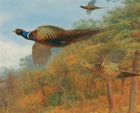 Pheasant In Flight Archibald Thorburn Birds Print Etsy Uk In 2022