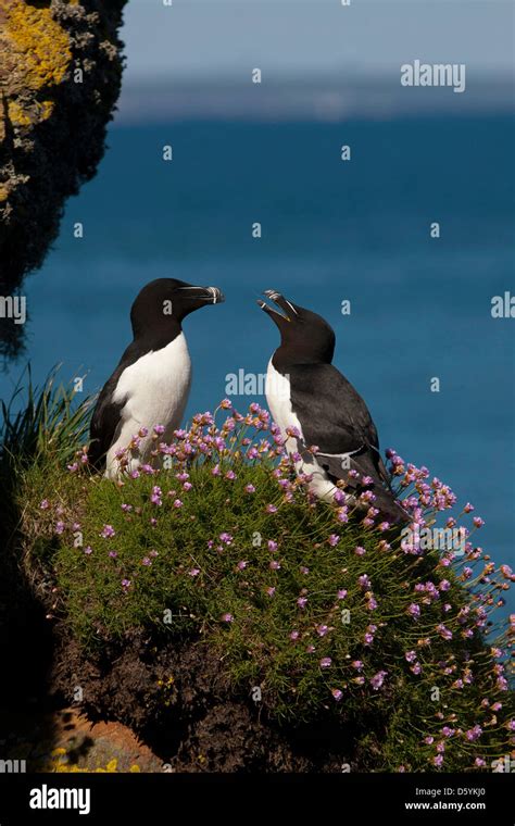 razorbills mating  res stock photography  images alamy