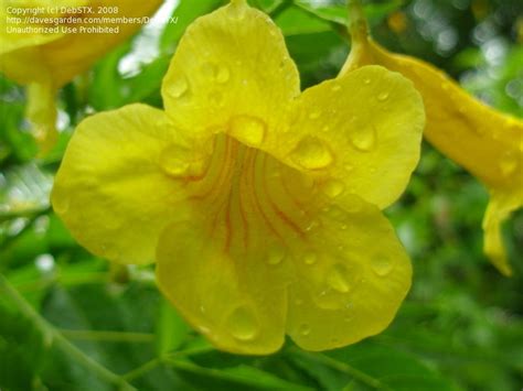 Plantfiles Pictures Tecoma Species Esperanza Ginger Thomas Yellow