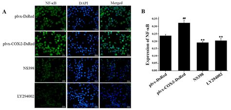 Expression Of Nf κb P65 Protein Is Regulated By Cox 2 Mg 63 Cells Were