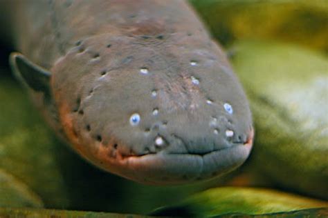 Electric eel / Electrophorus electricus - Animals Species