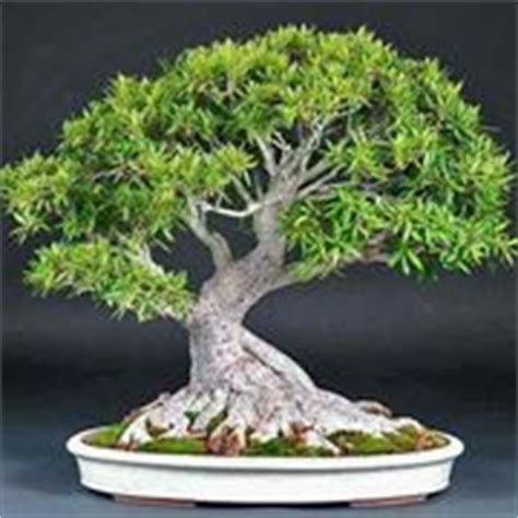 Bonsai Pepe Attrezzi E Vasi Per Bonsai Come Realizzare Un Bonsai