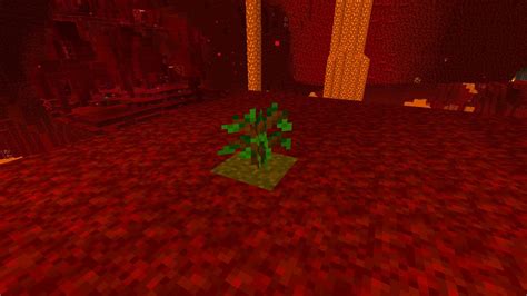 Can A Tree Grow In The Nether Youtube