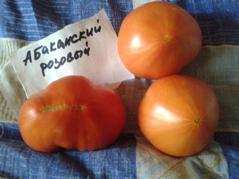 томат абаканский розовый: характеристика и описание сорта + фото и ...