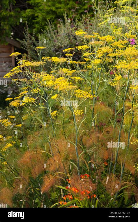 Bronze Fennel Garden Hi Res Stock Photography And Images Alamy