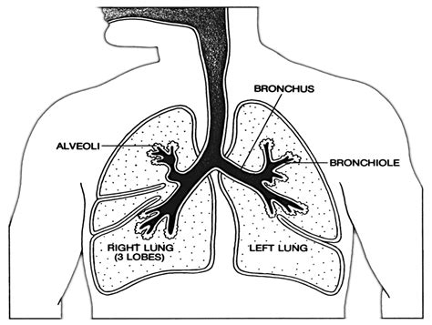 Anatomy Lungs