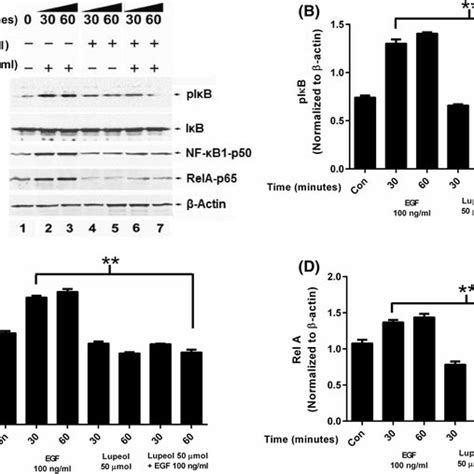 Effect Of Lupeol On Iκb And Nf κb A Western Blot Analysis Showing