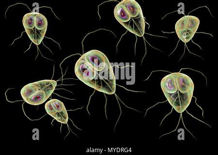 Giardia Lamblia Parasites Computer Illustration Giardia Lamblia Is A