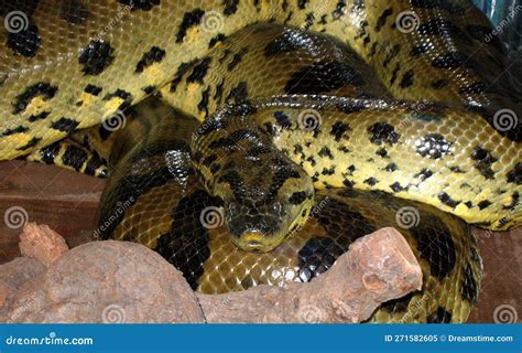 Green Anaconda Eunectes Murinus Stock Image Image Of Eunectes