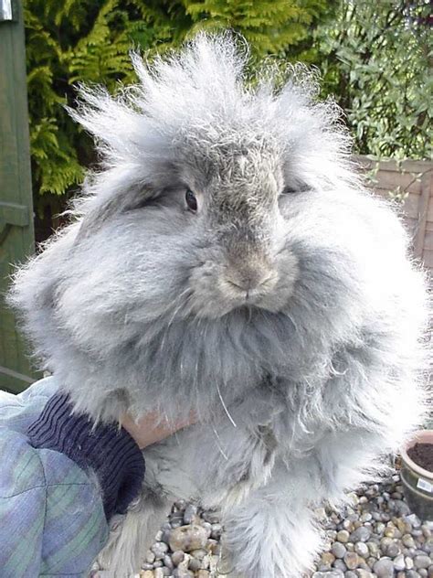 Lopped Ears On An Angora Uk National Angora Rabbit Club