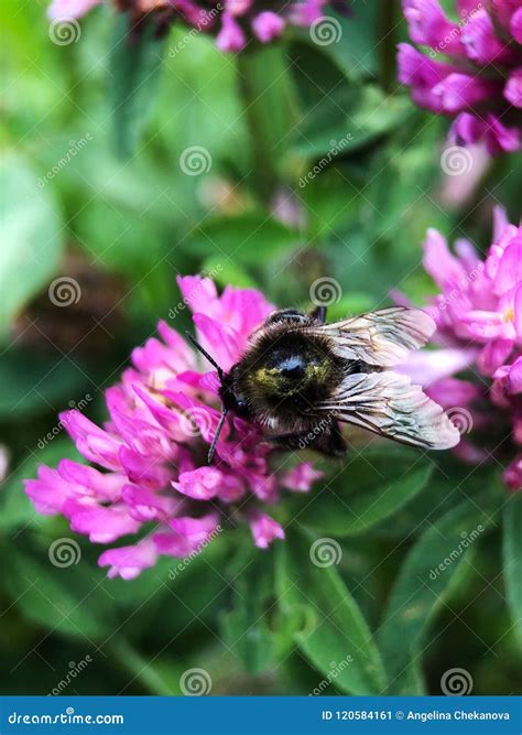 Beautiful Pink Clover and Bumblebee in the Park Stock Image - Image of