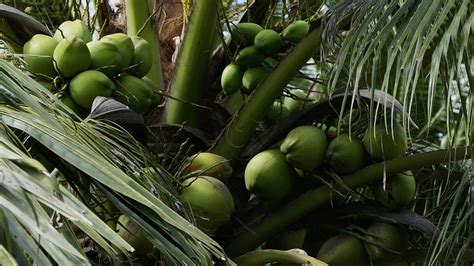 Green Coconut Shell · Free Stock Photo