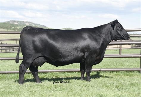 Angus Embryos For Sale Sb10 3215 Sire Buyer