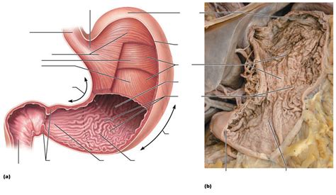 Figure 38.5 Gross internal and external anatomy of the stomach ...