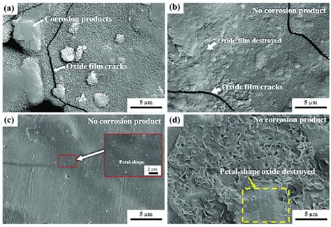 Surface Morphology Of The Anodized And Sealed Samples After Salt Spray