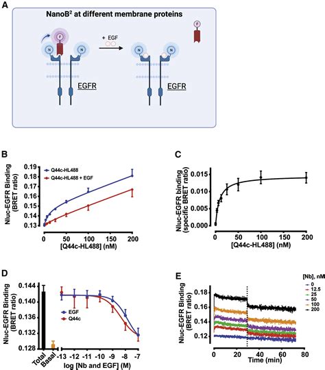 Nanob2 To Monitor Interactions Of Ligands With Membrane Proteins By Combining Nanobodies And