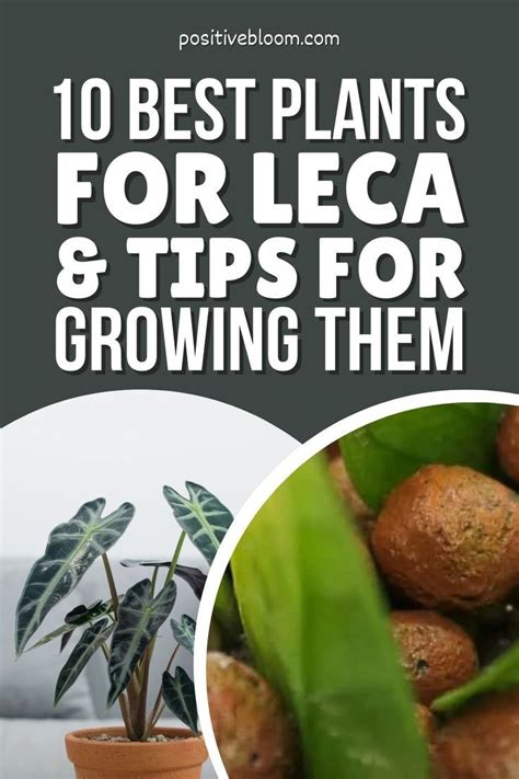 Leca Growing Artofit