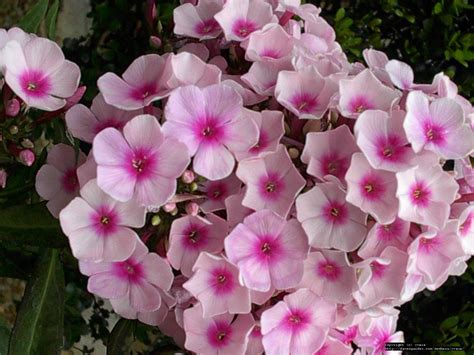 Plantfiles Pictures Garden Phlox Bright Eyes Phlox Paniculata By Yvana