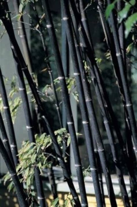 Black Bamboo Seeds Phyllostachys Nigra Dendrocalamus Asper Etsy