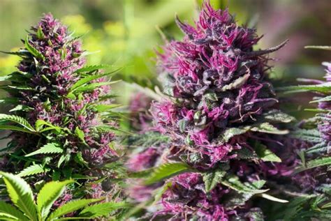 5 Best Purps Weed Strains - Dagga Seeds