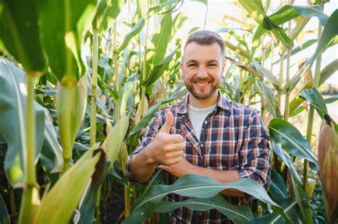 Farmer Checking On Corn Crops Stock Image Image Of Cultivated Crop