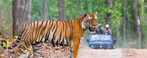 A Thrilling Adventure Jungle Trekking In Mudumalai Wildlife Sanctuary