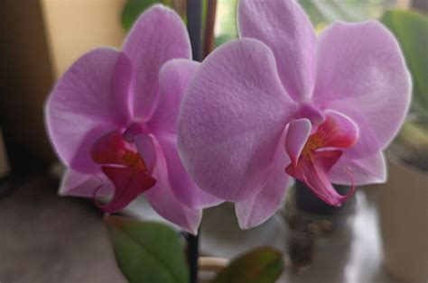 How To Take Care Of Orchids (Beginner Friendly Guide)