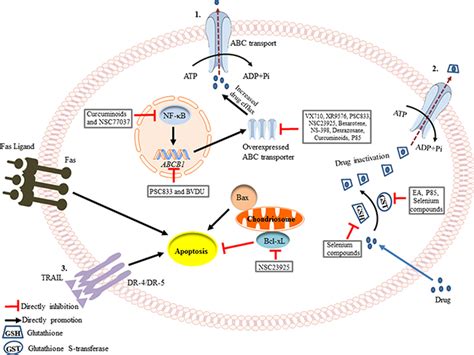 Novel strategies to prevent the development of multidrug resistance ...