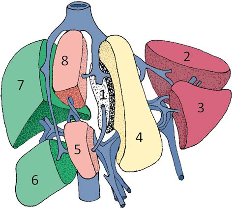 Segmental Oriented Liver Surgery Intechopen