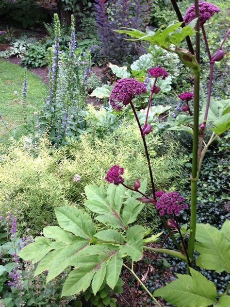 Angelica Gigas With Its Huge Palmate Leaves And Funky Plum Colored