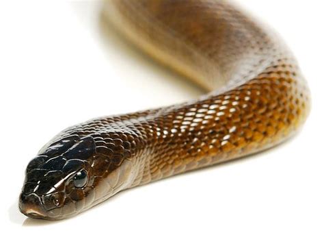 Inland taipan – the most venomous snake | DinoAnimals.com