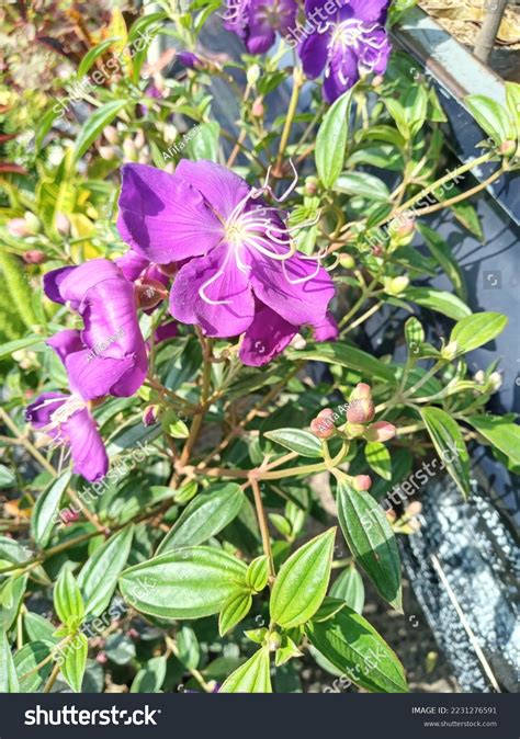 Purple Flowers Senggani Melastoma Candidum Stock Photo