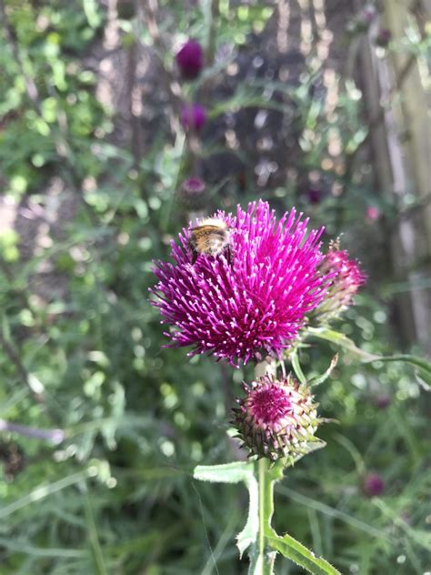 Cirsium Rivulare Trevors Blue Wonder Proctors Nursery