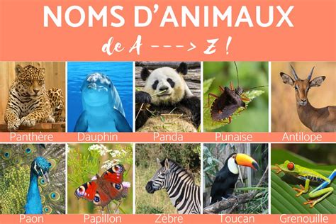 De 300 Noms Danimaux De A à Z