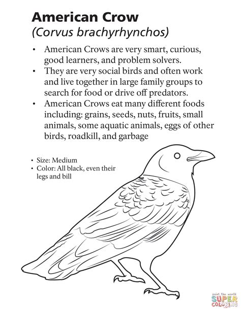 American Crow Corvus Brachyrhynchos Coloring Page Free Printable