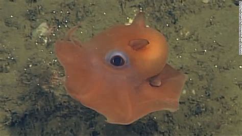 ‘Cute’ octopus may be new species with adorable name | fox43.com