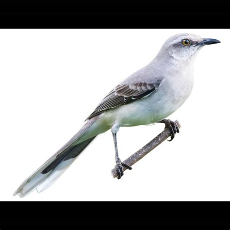 Tropical Mockingbird | Mimus gilvus | Species Guide | Birda