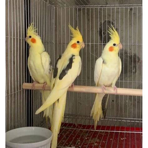 Jual Burung Falk Parkit Australia Jantan Dan Betina Murah Shopee