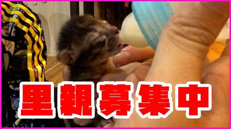 【子猫保護】へその緒が付いたままの子猫を保護しました Youtube