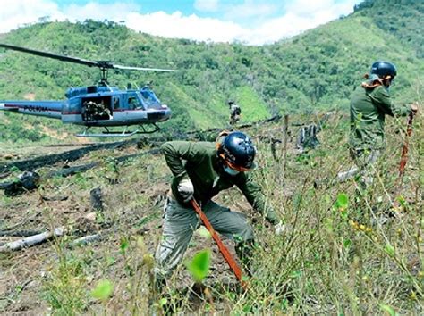 Erradican 3 456 hectáreas de cultivos ilegales de hoja de coca en