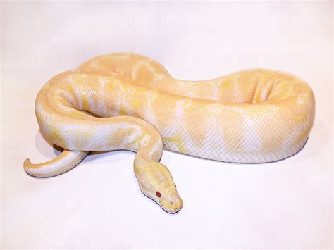 Morph List - World of Ball Pythons