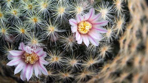 Best flowering cacti: 8 stunning varieties | Homes & Gardens