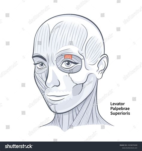 Levator Palpebrae Superioris Muscle Over 29 Royalty Free Licensable Stock Illustrations