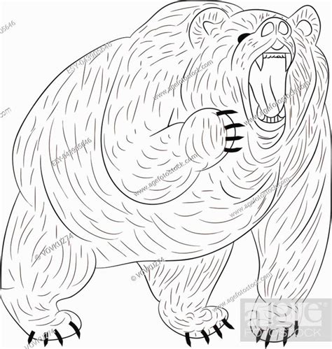 Angry Grizzly Bear Growls Silhouette On White Backgroundvector Stock