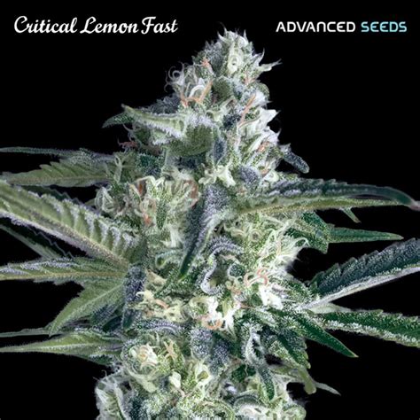 CRITICAL LEMON FAST VERSION 3 Semi Femm Advanced Seeds Santaplanta Grow