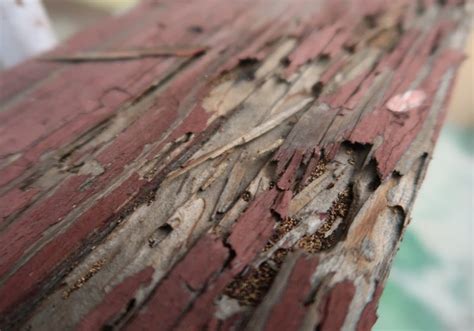 Termites Exposed Decoding The Signs Of Infestation Emtec Pest Control